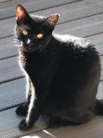 Michael, Adoptable, Adult Male Domestic Short Hair.