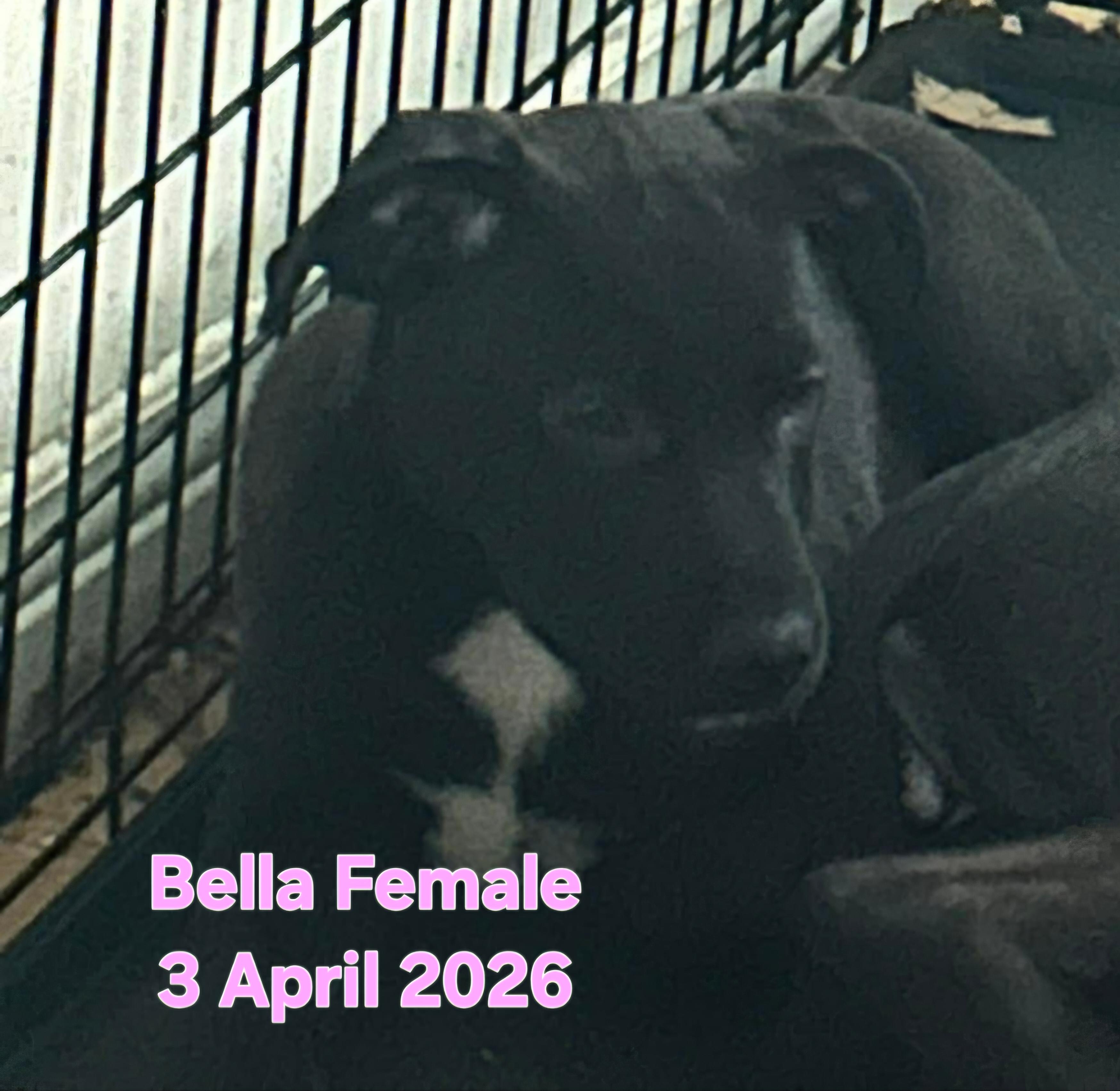 Bella, Bear, Oreo, Cosmo, adopted, Puppy Male American Bully & Australian Shepherd.