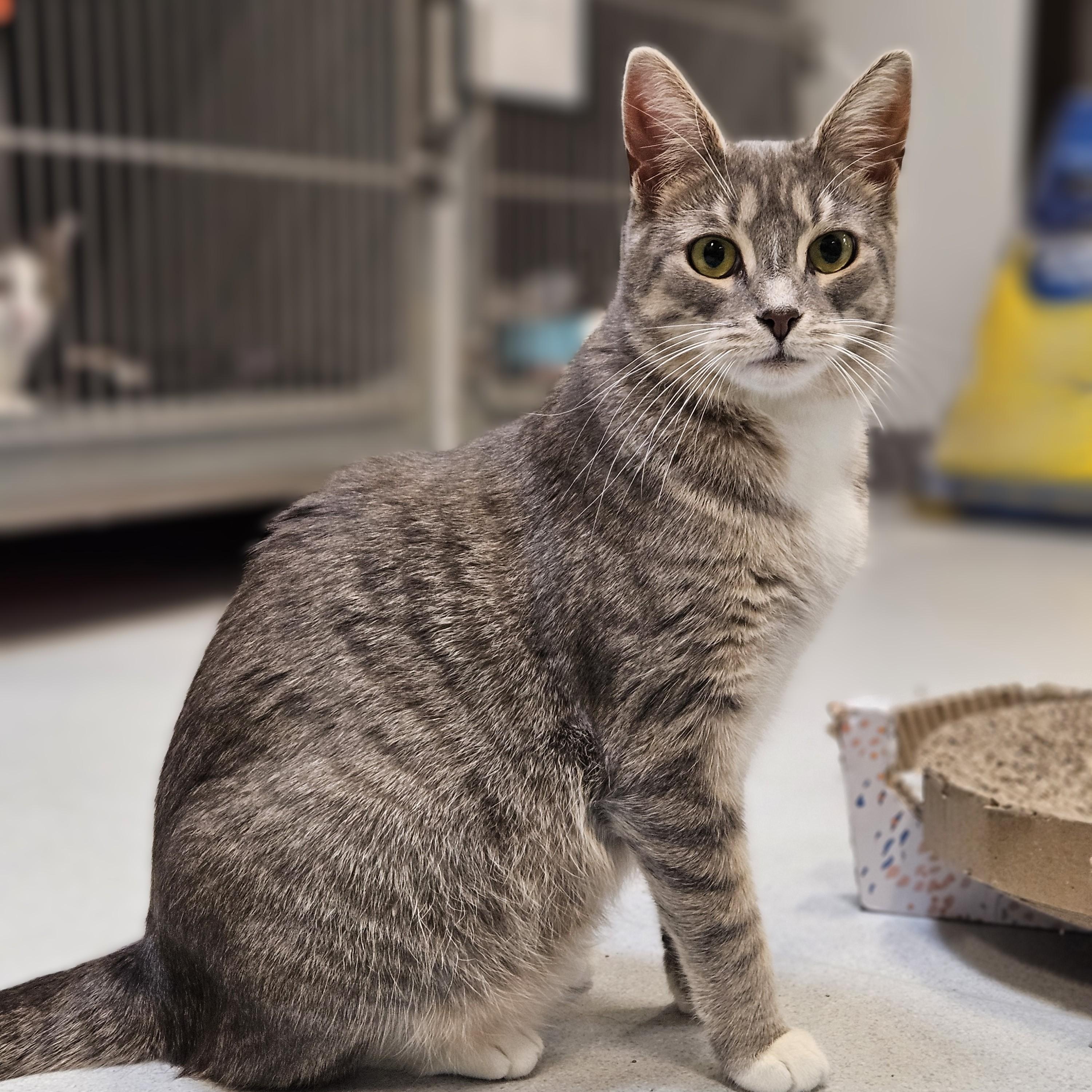 Enlarge Twiggy, a Adoptable Domestic Short Hair in Endicott, NY image 2/4