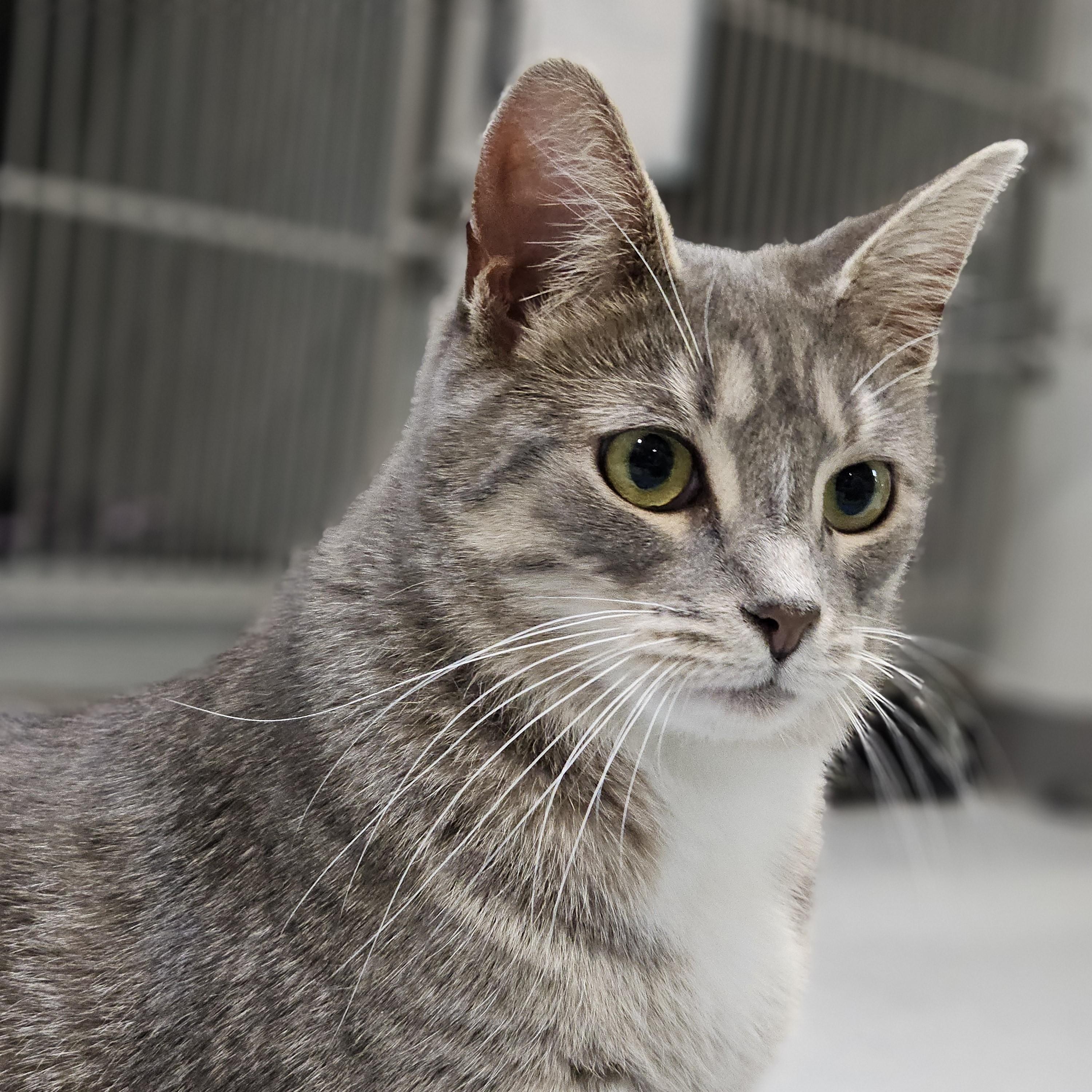 Enlarge Twiggy, a Adoptable Domestic Short Hair in Endicott, NY image 4/4