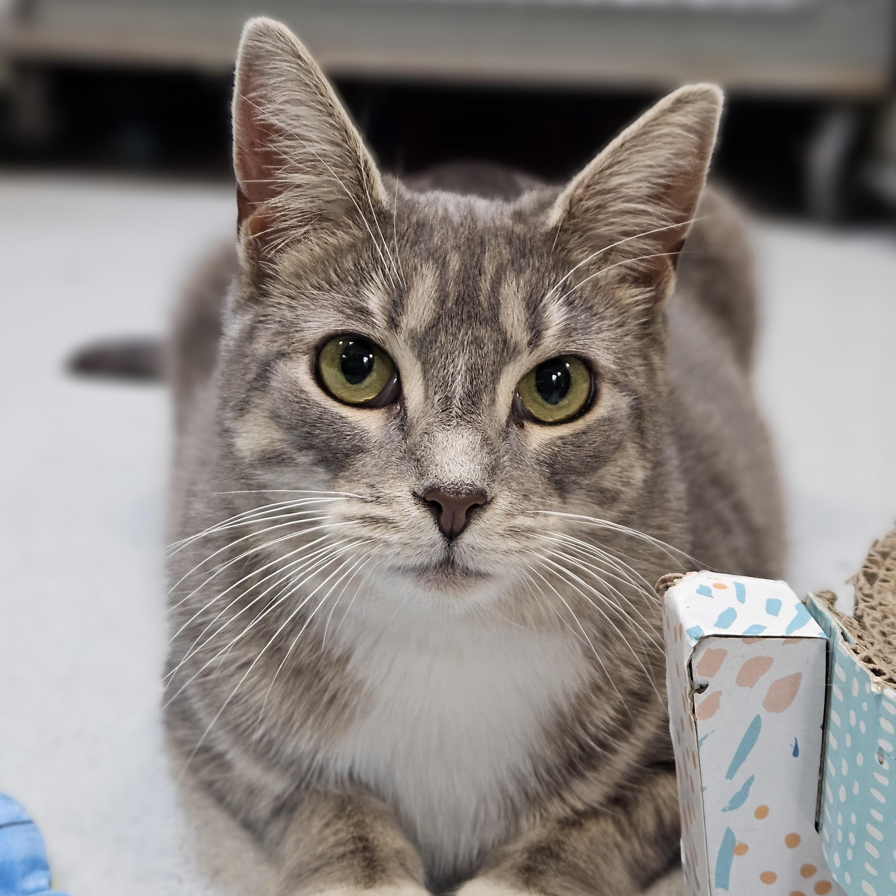 Twiggy, Adoptable, Young Female Domestic Short Hair.