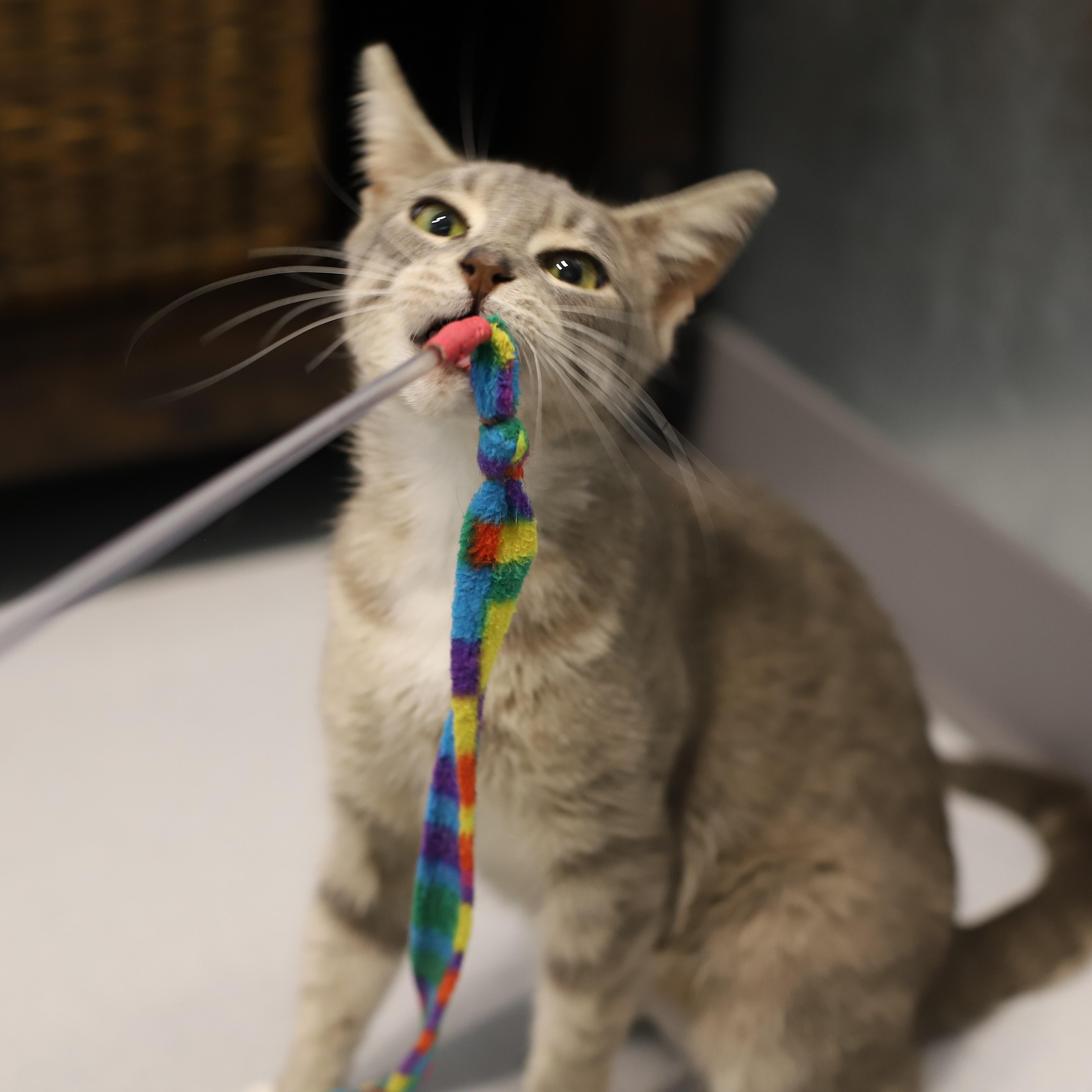 Enlarge Twiggy, a Adoptable Domestic Short Hair in Endicott, NY image 3/4