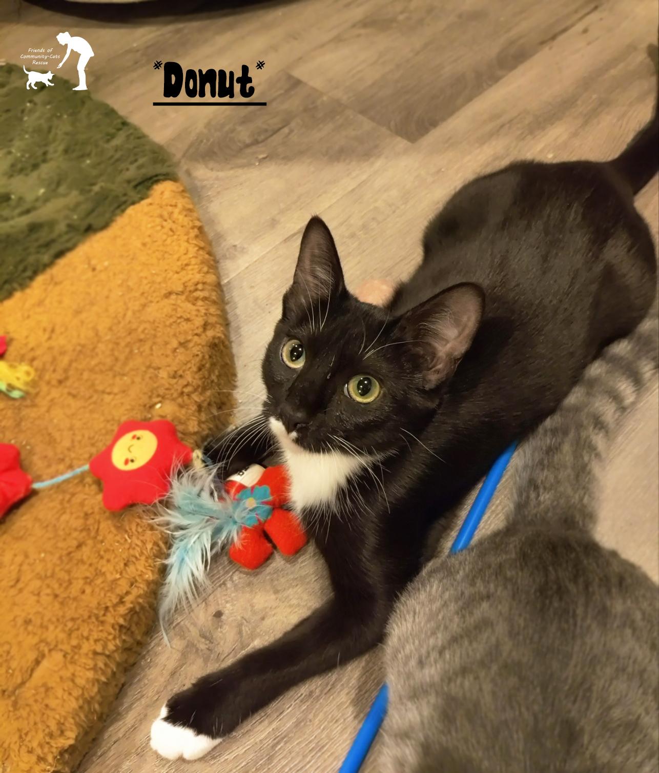 Donut, Adoptable, Kitten Female Domestic Short Hair.