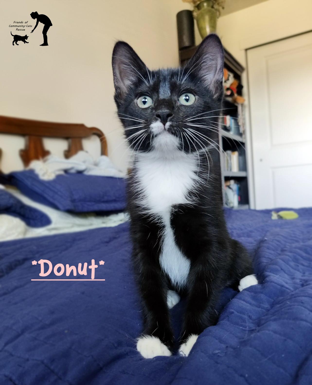 Donut, ADOPTABLE, Young Female Domestic Short Hair.