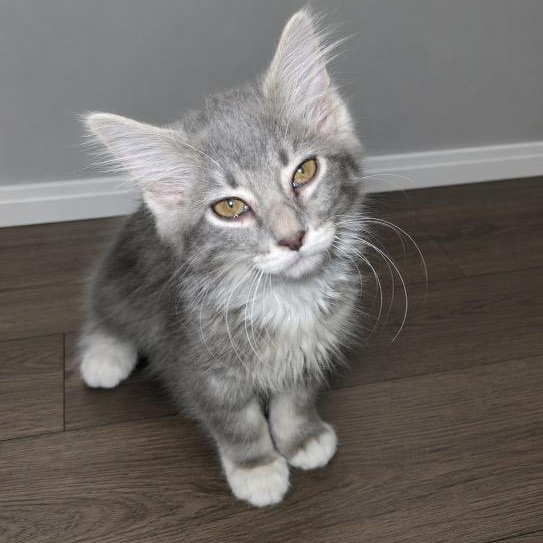 Enlarge Annie, a Adoptable mixed breed in Andover, MN image 2/3