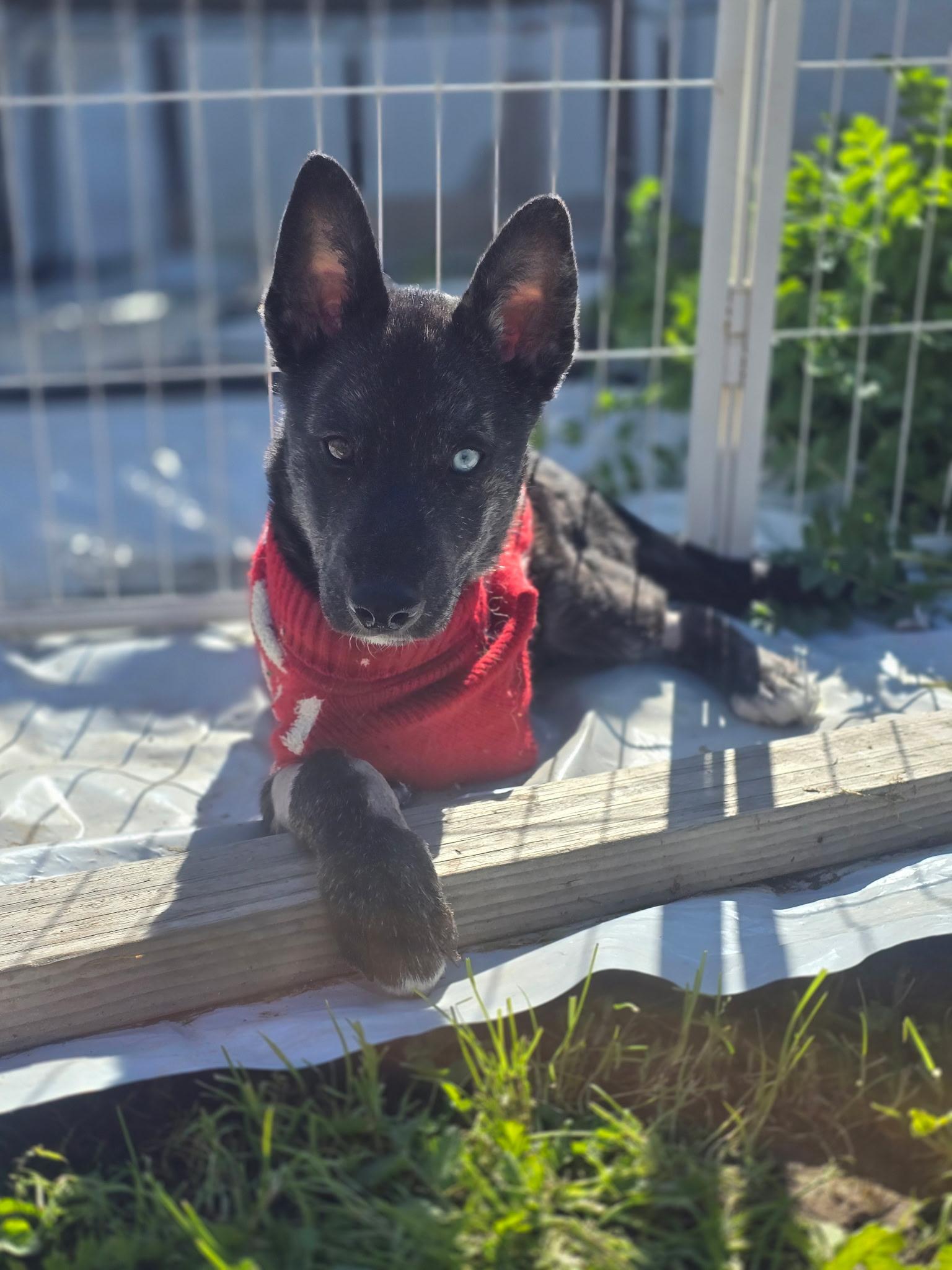 Eddie — thumbnail 2