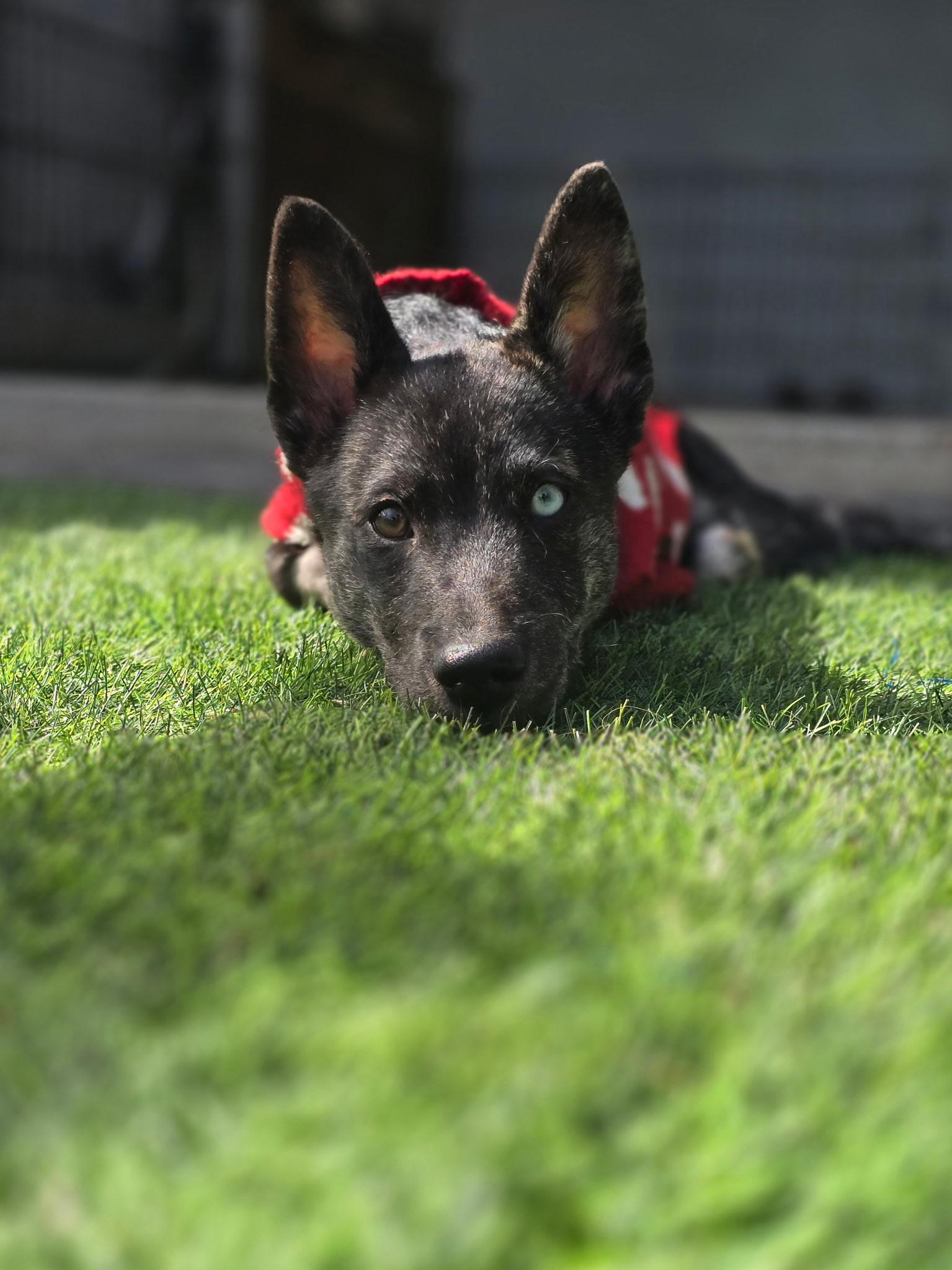 Eddie — thumbnail 3