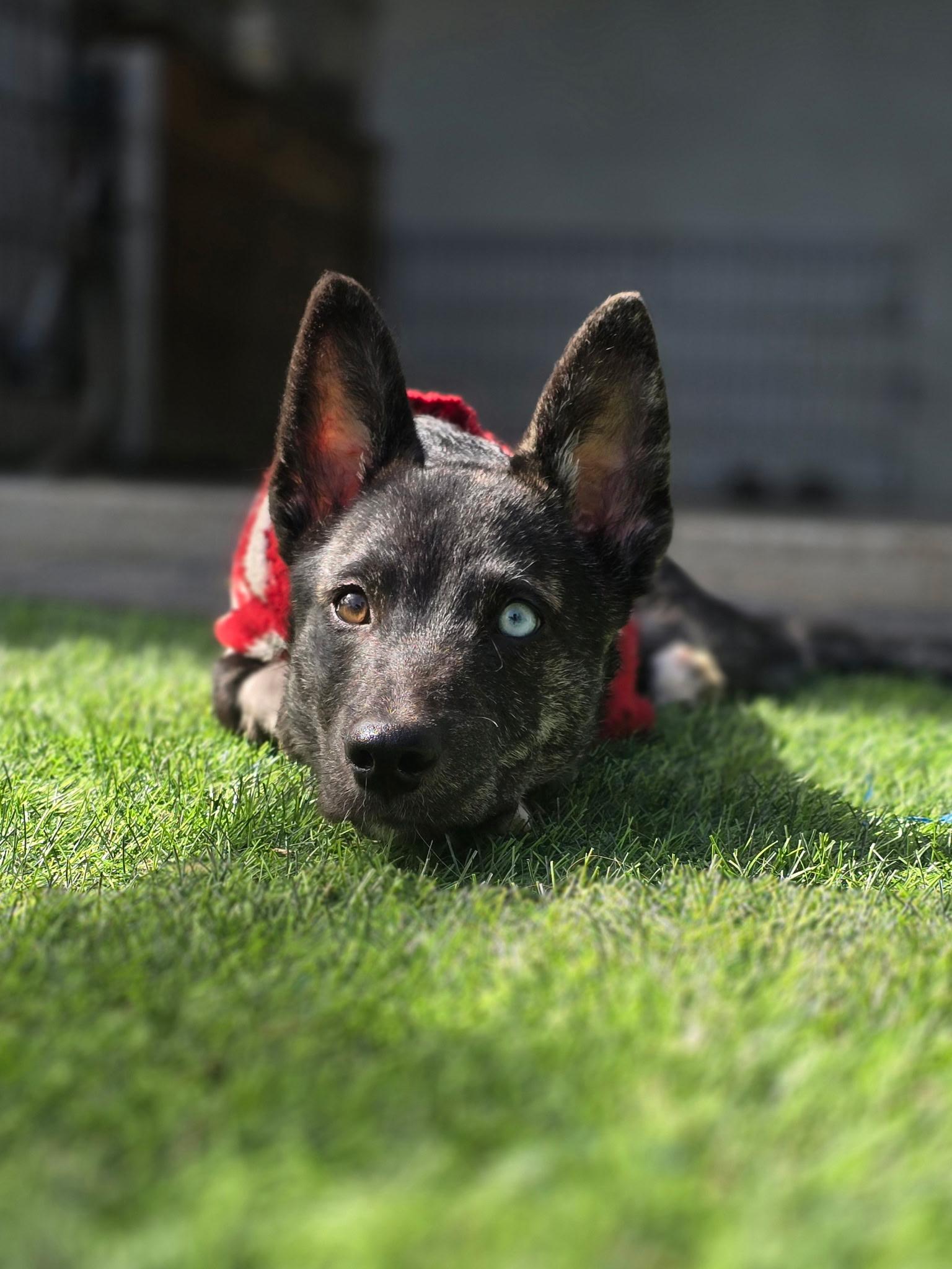 Eddie — thumbnail 4