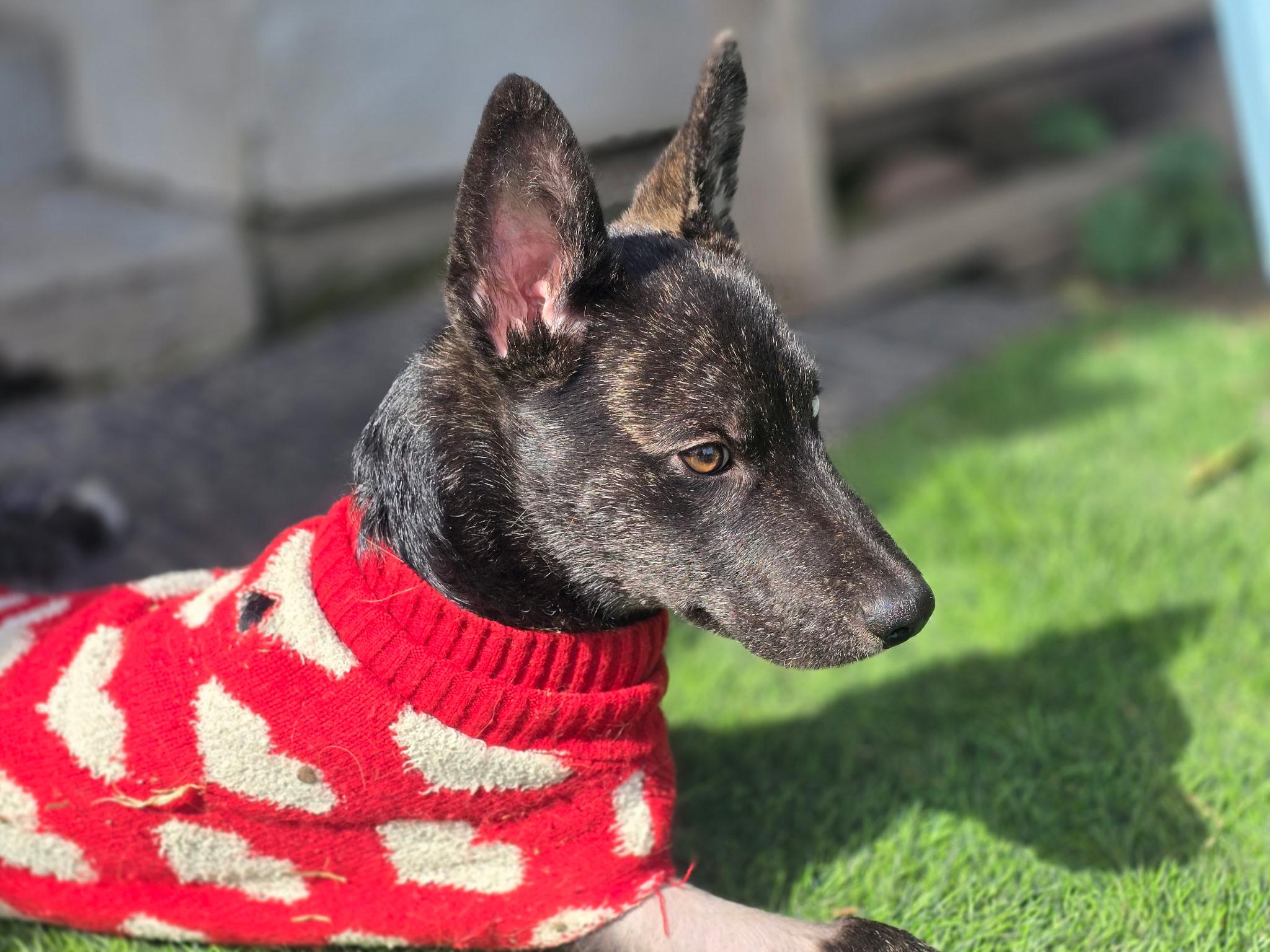 Eddie — thumbnail 5