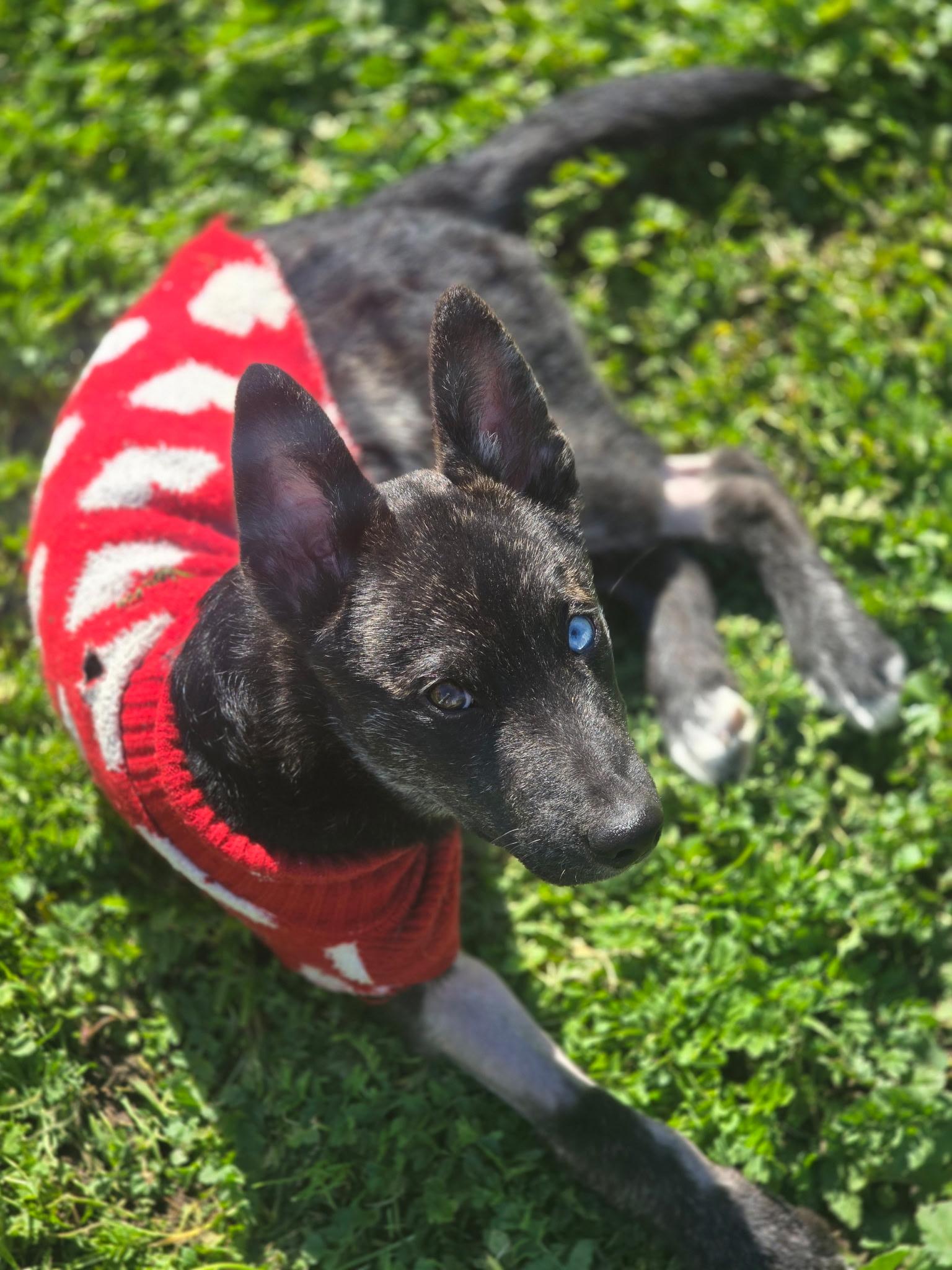 Eddie — thumbnail 6