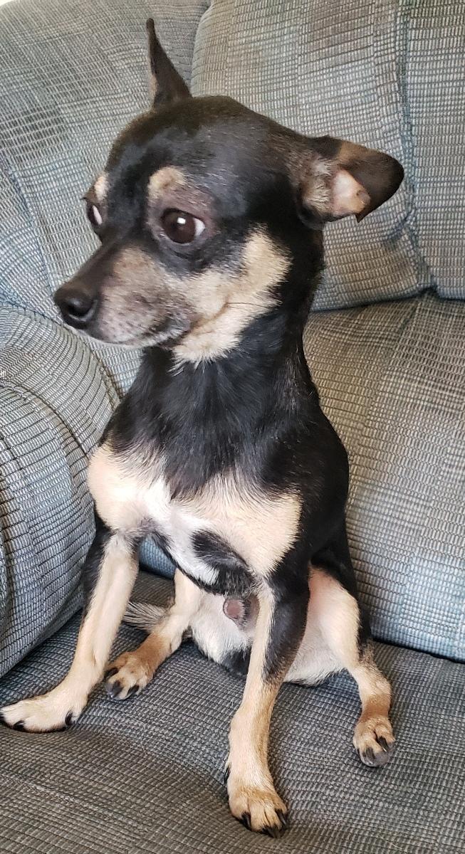 Chico - Adopted 02/06/2026, adopted, Adult Male Chihuahua.