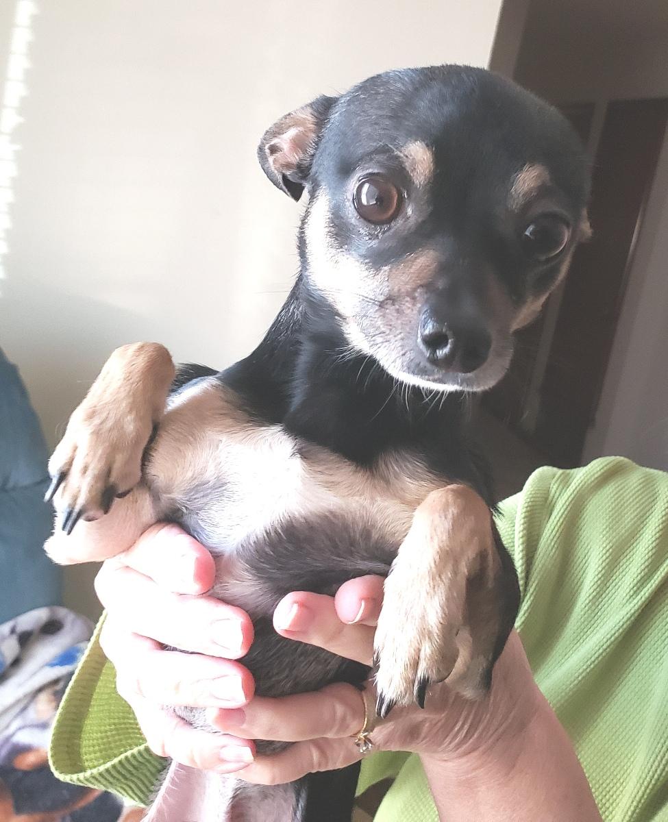 Chico - Adopted 02/06/2026, an adopted Chihuahua in Norman, OK image 2/6