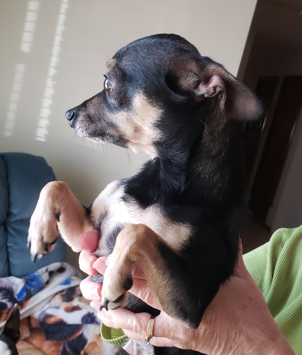 Chico - Adopted 02/06/2026, an adopted Chihuahua in Norman, OK image 4/6