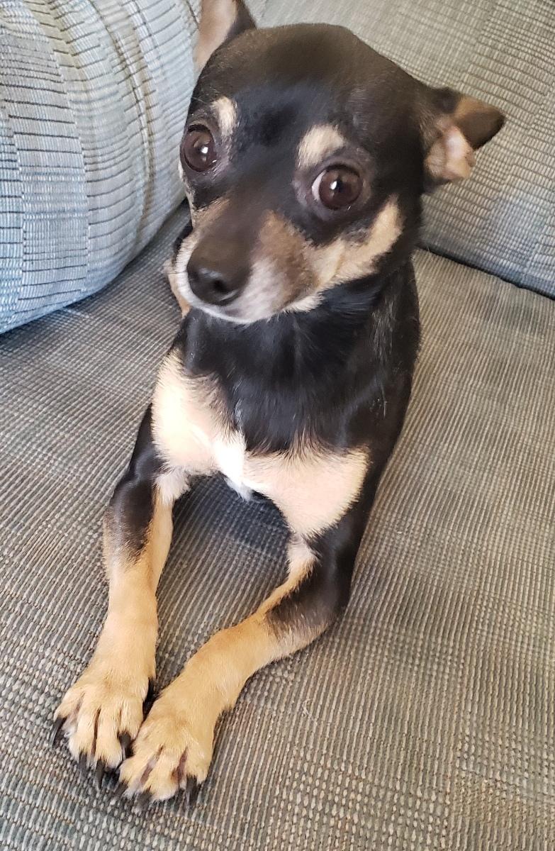 Chico - Adopted 02/06/2026, an adopted Chihuahua in Norman, OK image 3/6