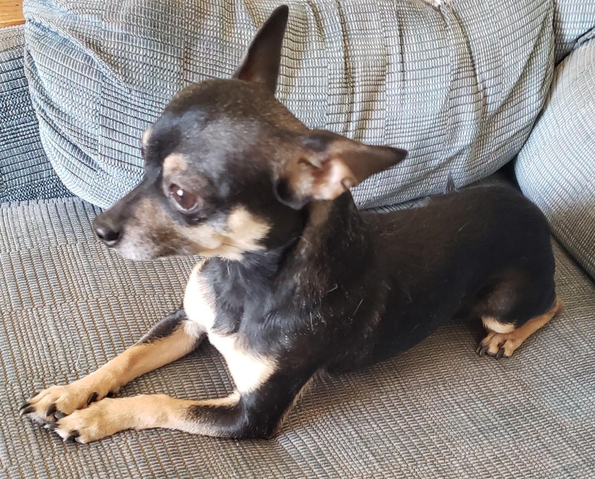 Chico - Adopted 02/06/2026, an adopted Chihuahua in Norman, OK image 5/6