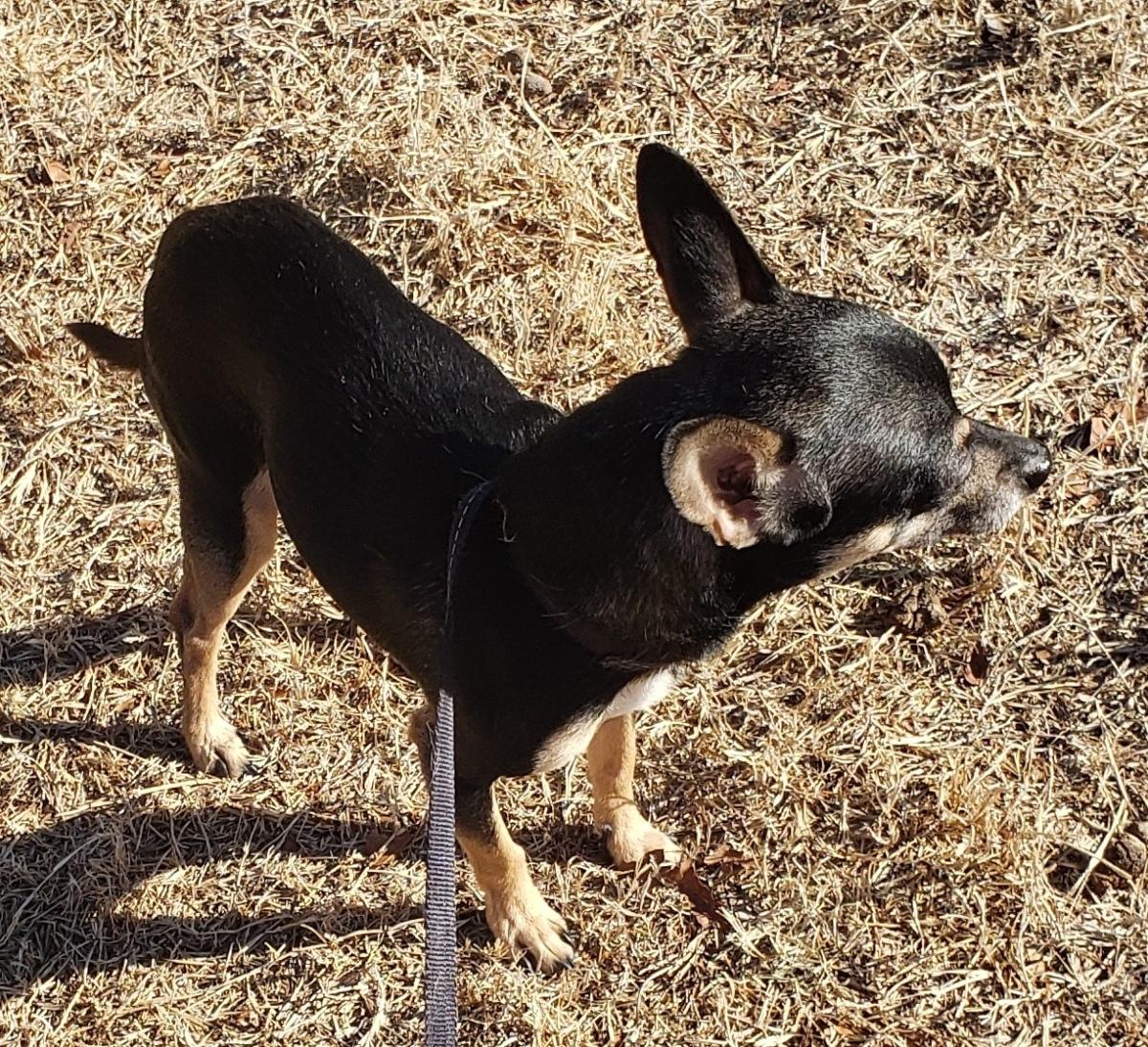 Chico - Adopted 02/06/2026, an adopted Chihuahua in Norman, OK image 6/6