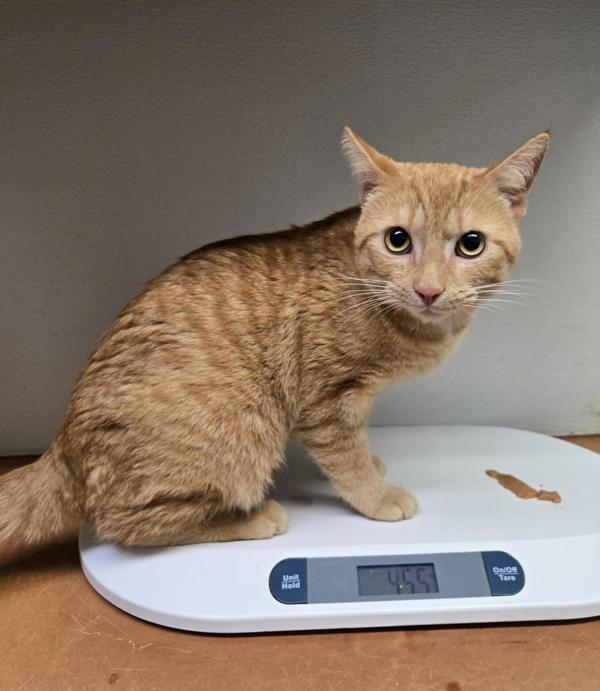 Enlarge Tom-John, a Adoptable mixed breed in Winnipeg, MB image 1/1