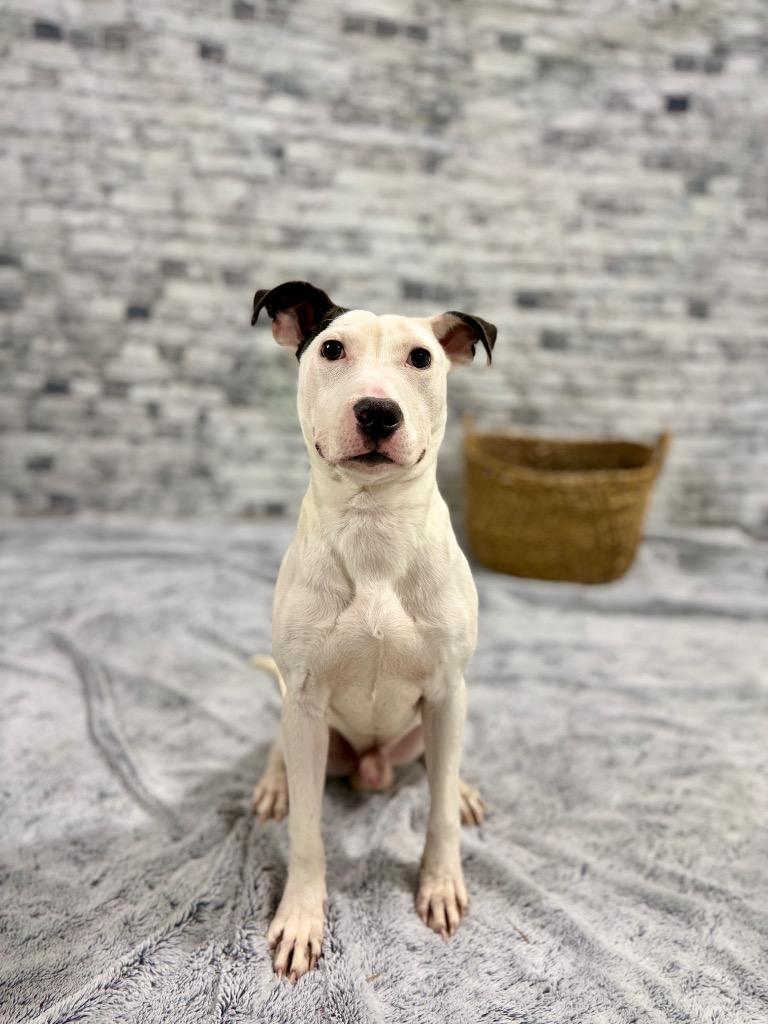 Timber, Adoptable, Young Male Terrier.