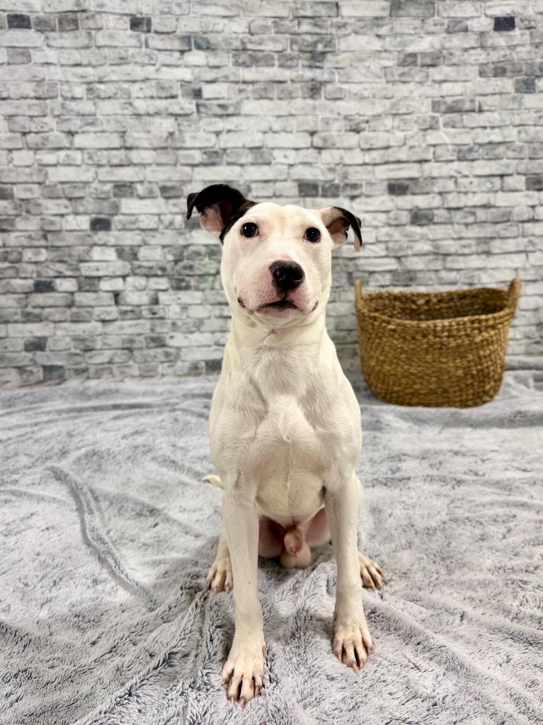 Enlarge Timber, a Adoptable Terrier in Muskegon, MI image 2/3