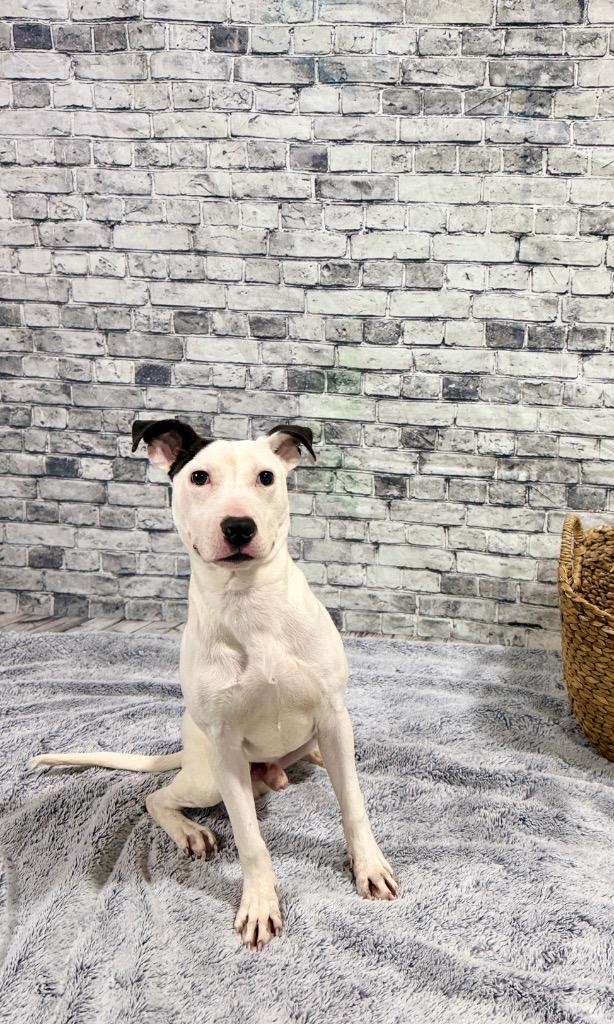 Enlarge Timber, a Adoptable Terrier in Muskegon, MI image 3/3