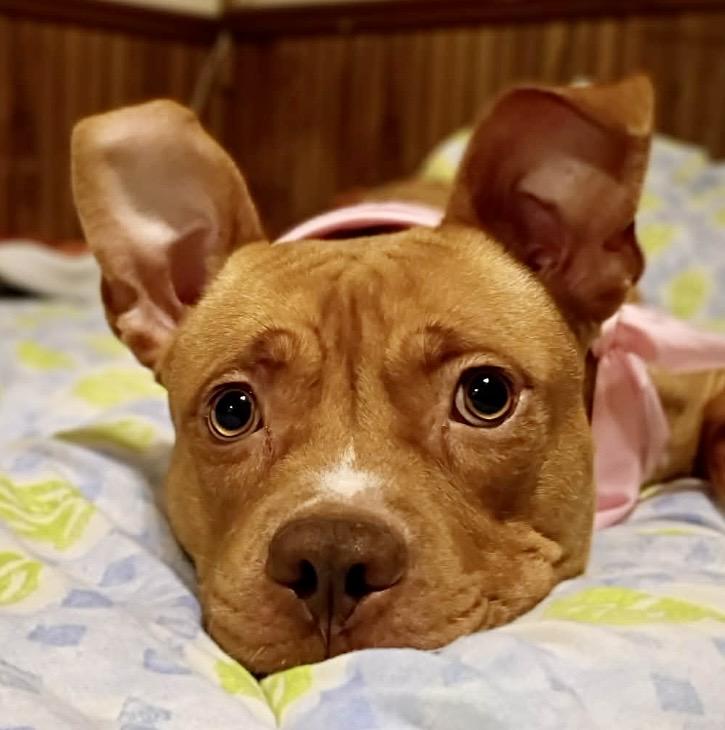 Noel, Adoptable, Adult Female Staffordshire Bull Terrier & Pit Bull Terrier.