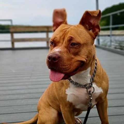 Noel, a Adoptable mixed breed in Watertown, CT image 2/6
