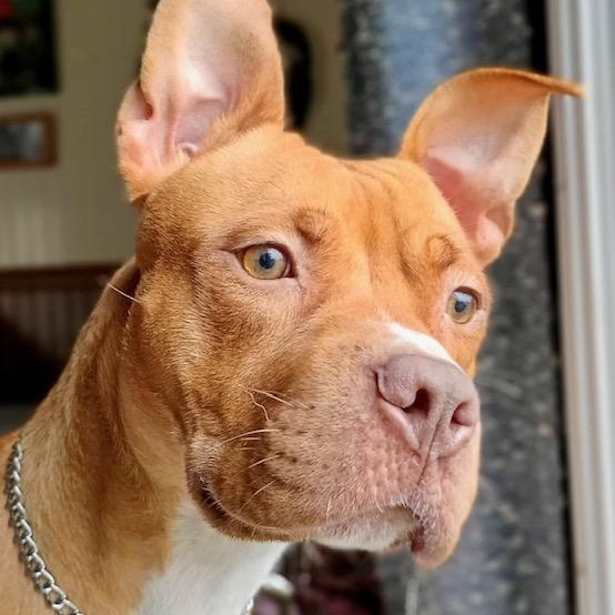 Enlarge Noel, a Adoptable mixed breed in Watertown, CT image 5/6