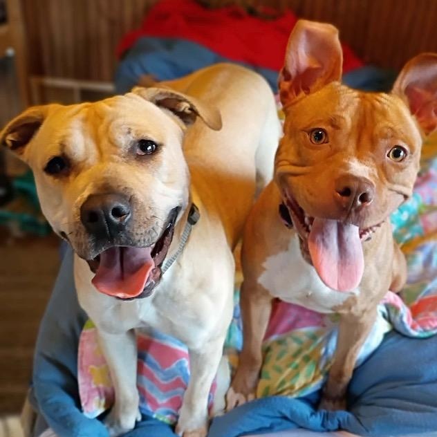 Enlarge Noel, a Adoptable mixed breed in Watertown, CT image 6/6