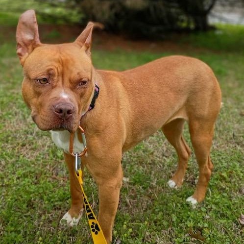 Enlarge Noel, a Adoptable mixed breed in Watertown, CT image 5/6