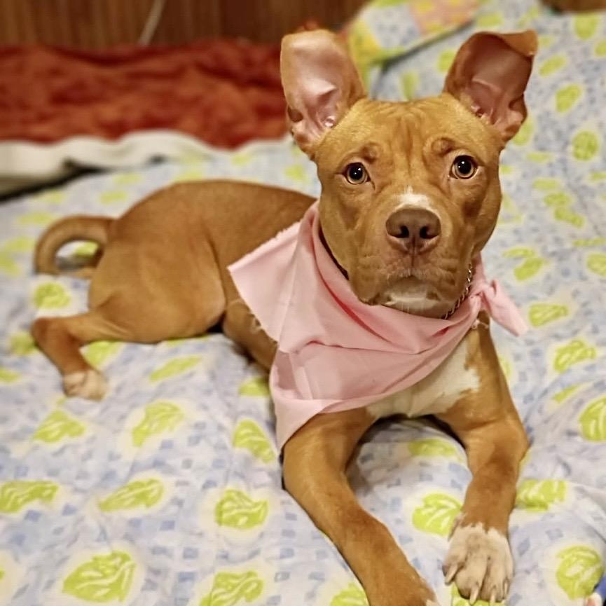 Enlarge Noel, a Adoptable mixed breed in Watertown, CT image 2/6