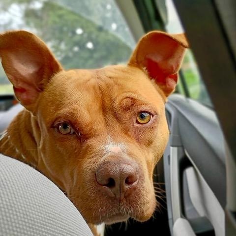 Noel, a Adoptable mixed breed in Watertown, CT image 5/6
