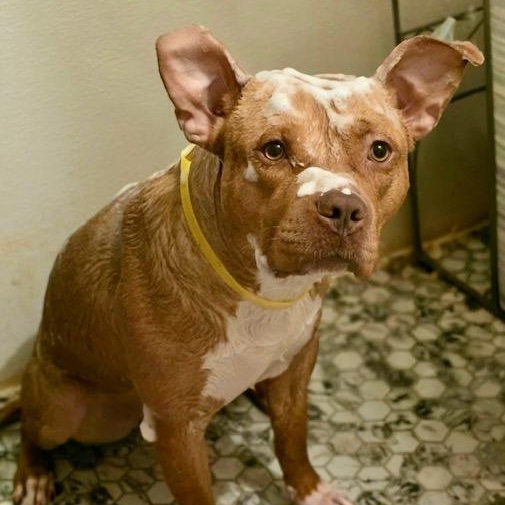 Enlarge Noel, a Adoptable mixed breed in Watertown, CT image 6/6