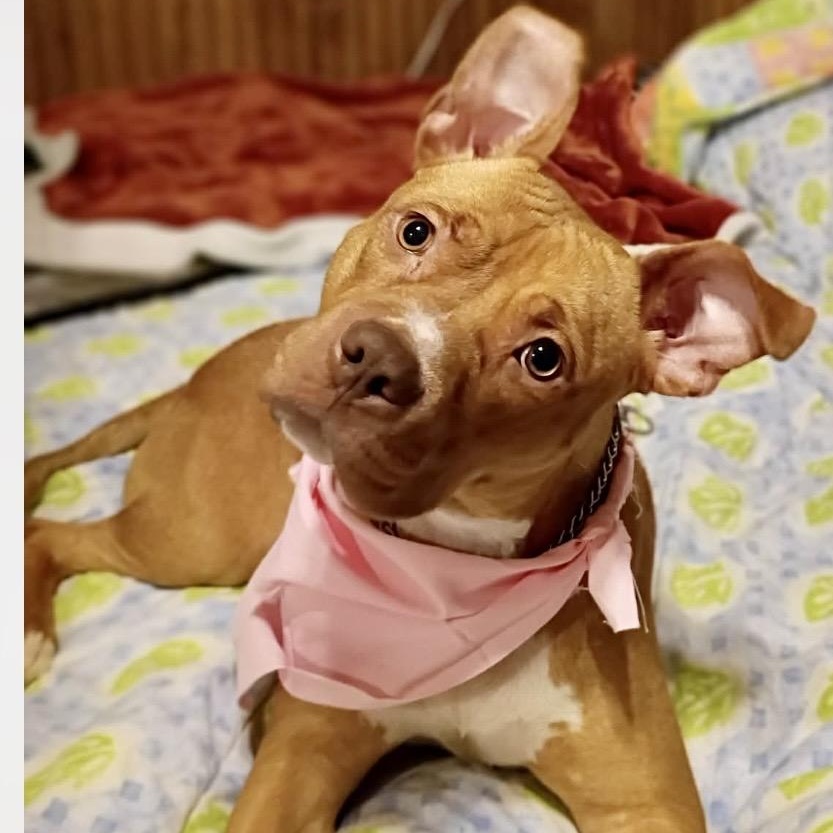 Enlarge Noel, a Adoptable mixed breed in Watertown, CT image 3/6