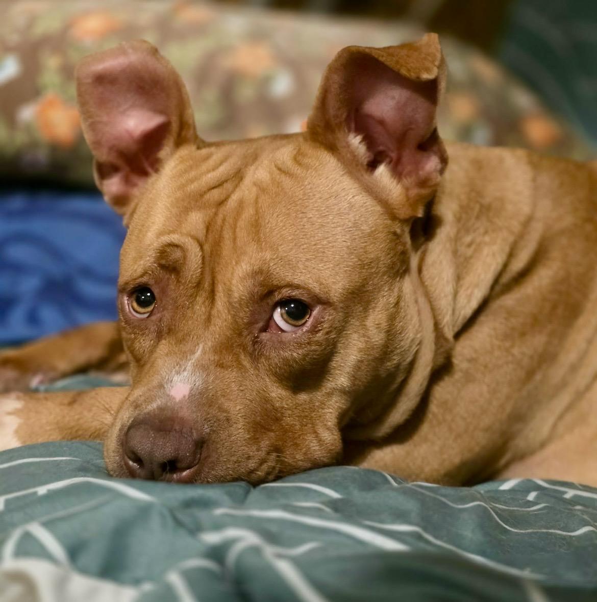 Noel, a Adoptable mixed breed in Watertown, CT image 1/6