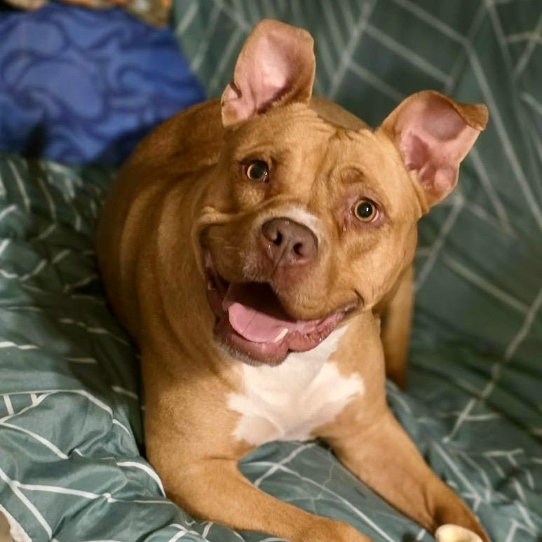 Noel, a Adoptable mixed breed in Watertown, CT image 3/6