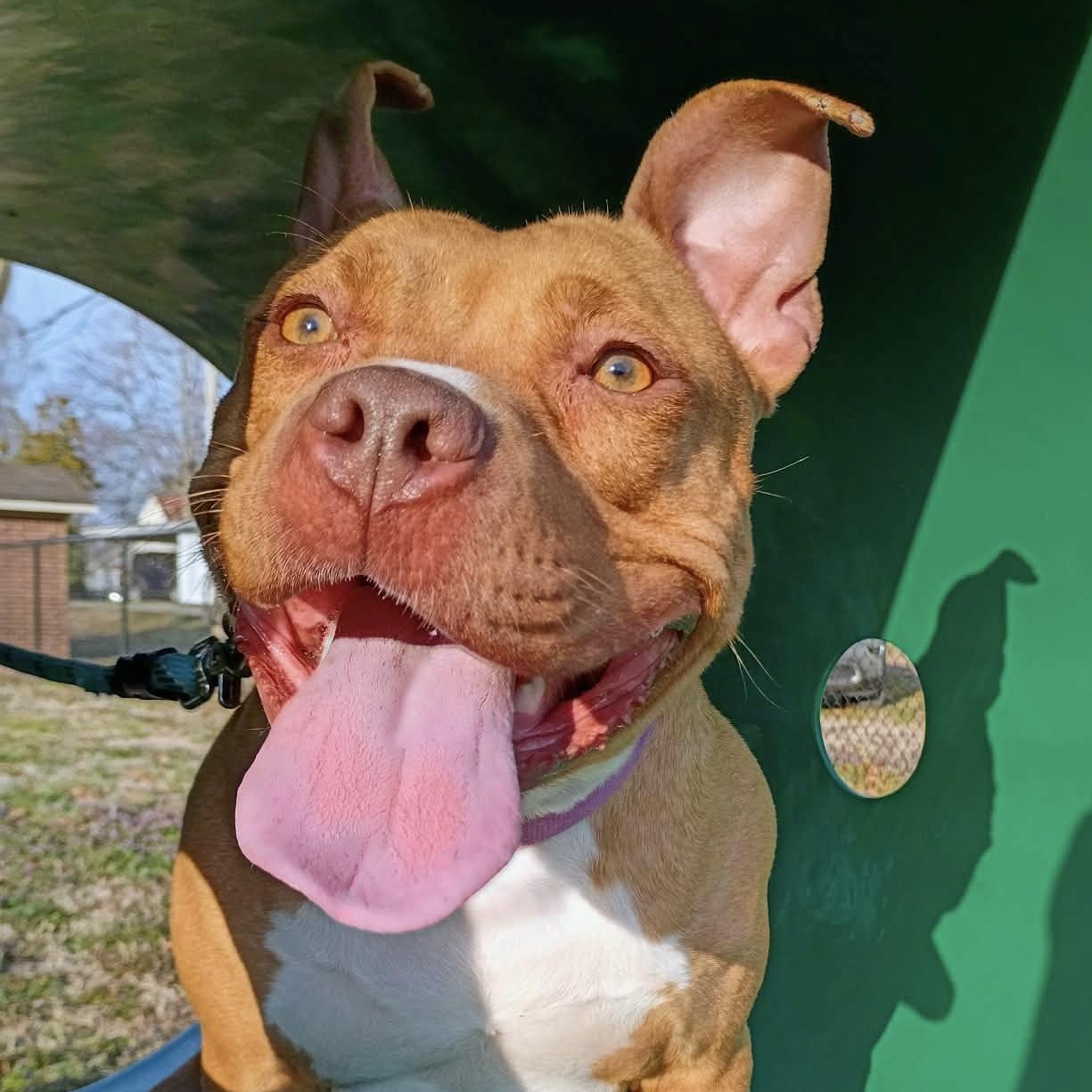 Noel, Adoptable, Adult Female Staffordshire Bull Terrier & Pit Bull Terrier.