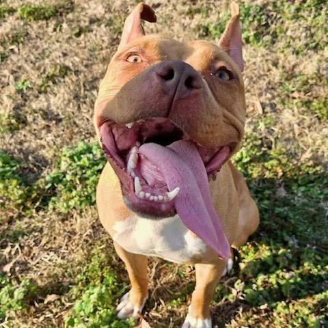 Noel - goofy girly, a Adoptable mixed breed in Watertown, CT image 1/6
