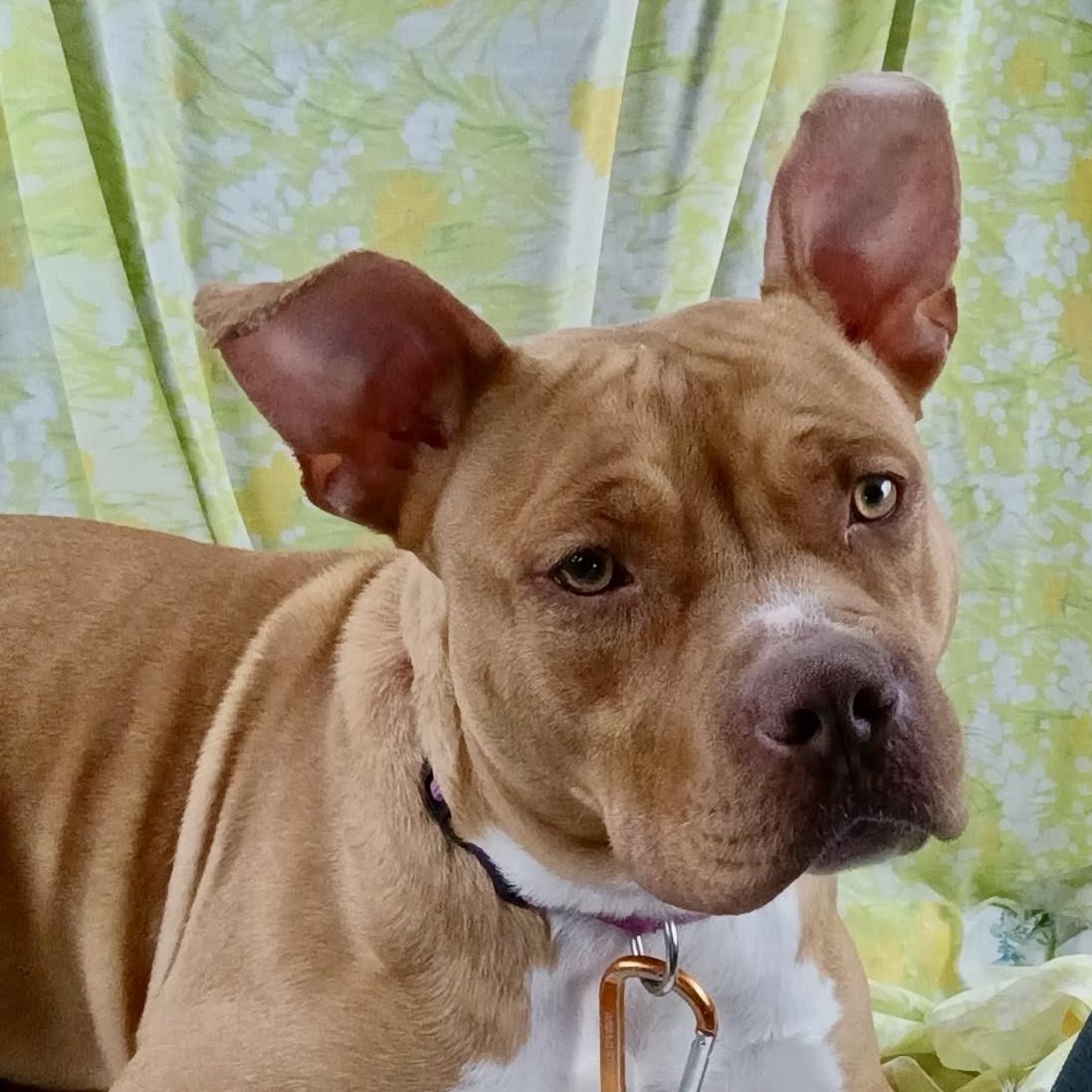 Enlarge Noel, a Adoptable mixed breed in Watertown, CT image 4/6