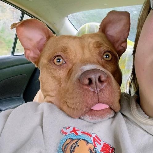 Enlarge Noel, a Adoptable mixed breed in Watertown, CT image 2/6