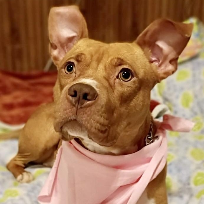 Enlarge Noel, a Adoptable mixed breed in Watertown, CT image 4/6