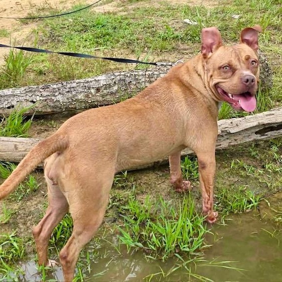 Noel, a Adoptable mixed breed in Watertown, CT image 6/6