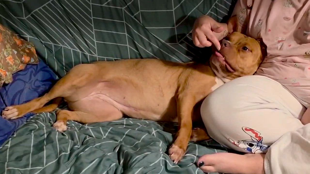 Enlarge Noel, a Adoptable mixed breed in Watertown, CT video 4/6