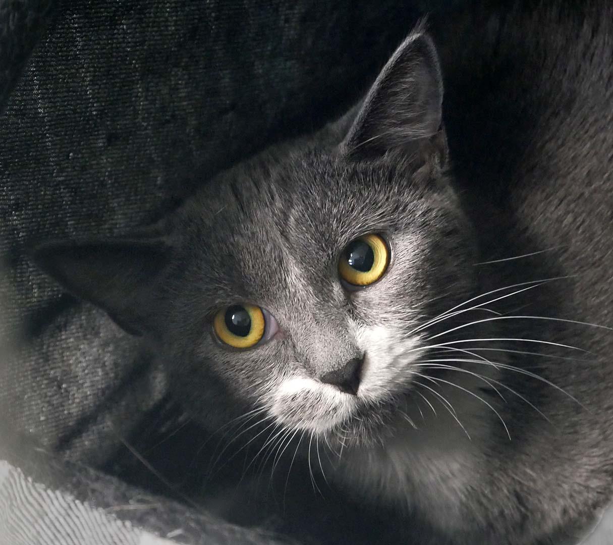 Enlarge Smokey, a ADOPTABLE mixed breed in Bloomingdale, NJ image 2/2