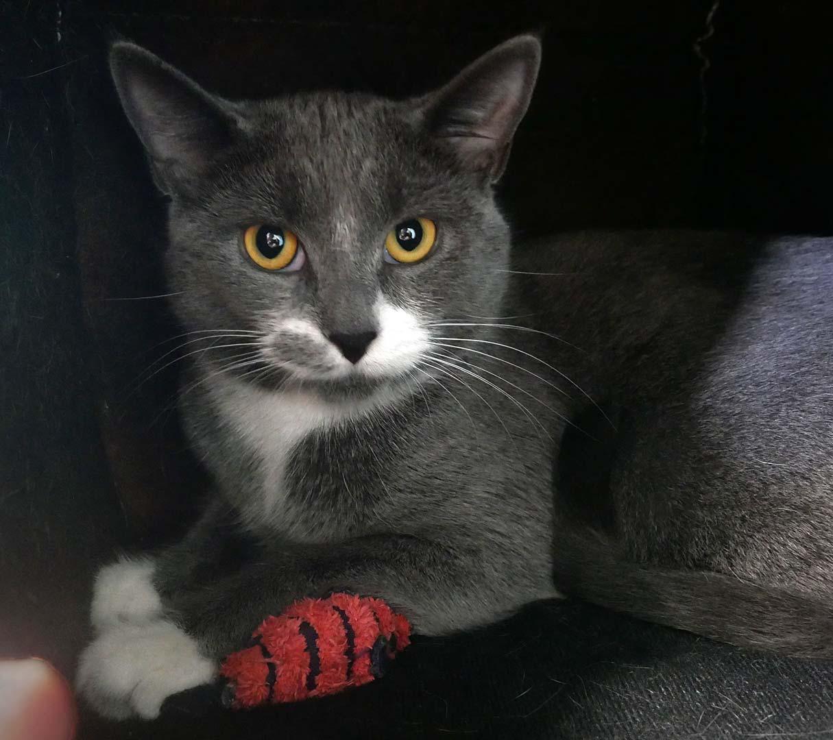 Smokey, ADOPTABLE, Young Female Domestic Short Hair.