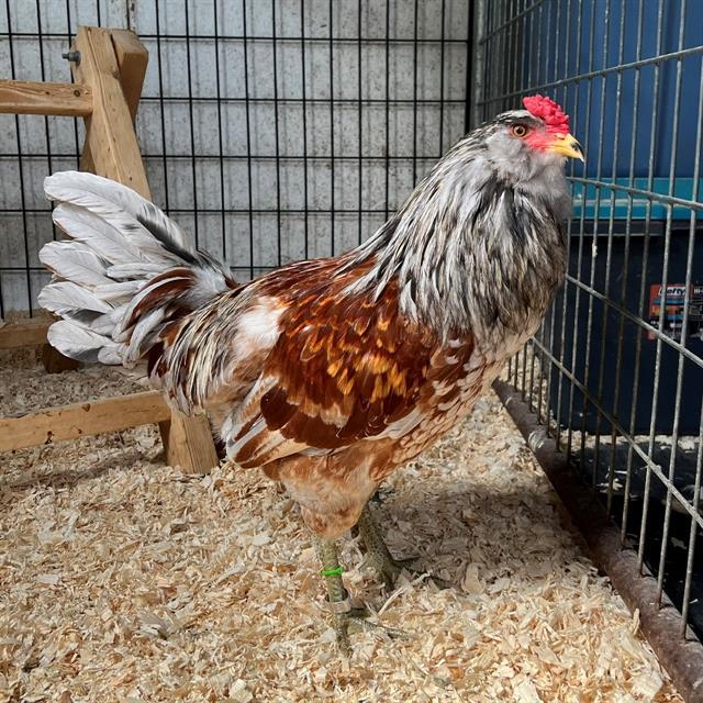 CHUTNEY, Adoptable, Baby Male Chicken.