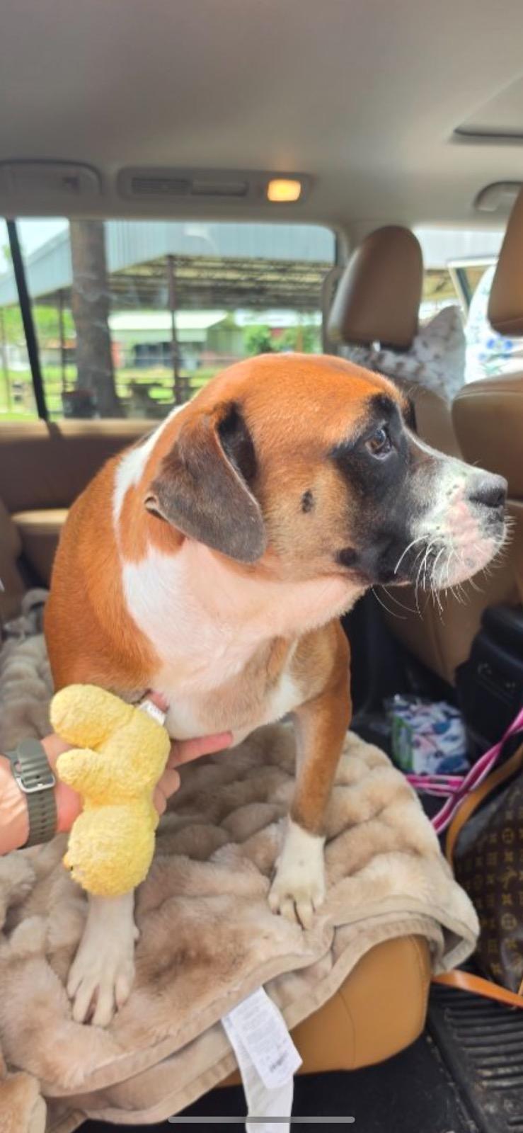 Tyson, adoptable, Adult Male Boxer.