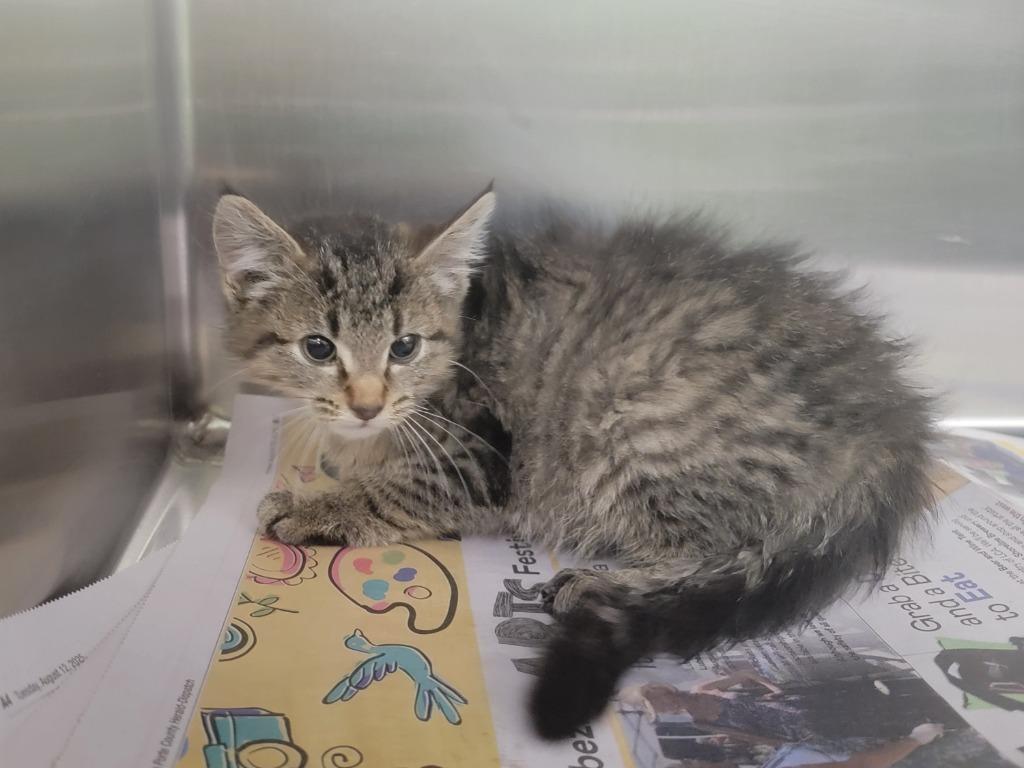 Juniper Crain, Adopted, Kitten Female Domestic Short Hair.