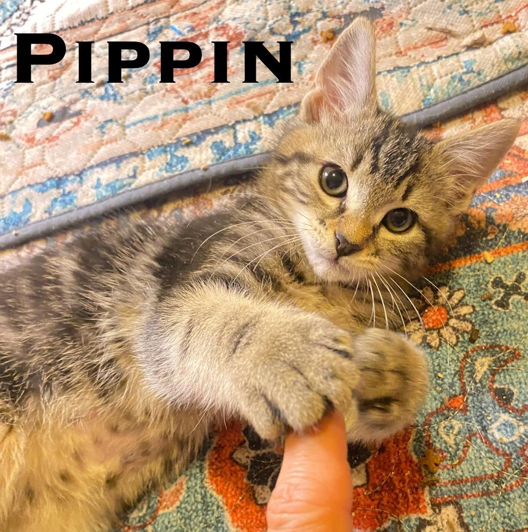 Pippin