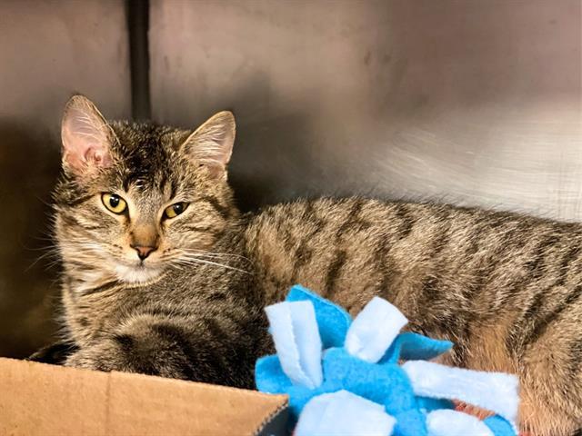 DESIREE, Adoptable, Young Female Domestic Short Hair.