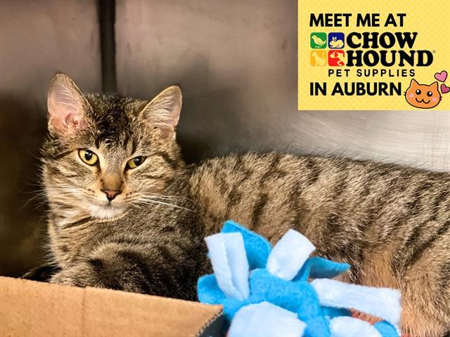 DESIREE, Adoptable, Young Female Domestic Short Hair.